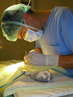 ízületi műtét állatorvosi műtét ízületi fájdalom sorozat